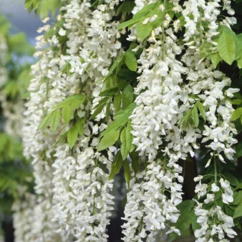 Wisteria sinensis Veredlungen