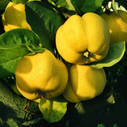 Quitten in Sorten, H