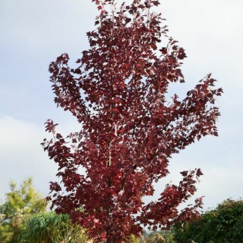 Acer ginnala, H