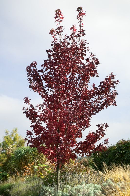 Acer ginnala, H