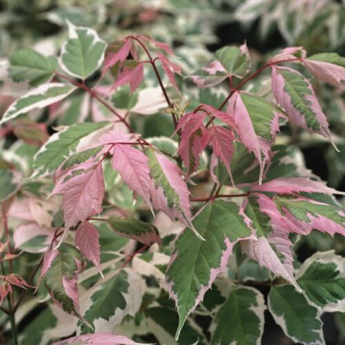 Acer negundo Flamingo, H