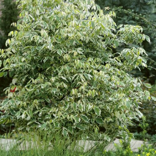 Acer negundo Variegatum, H