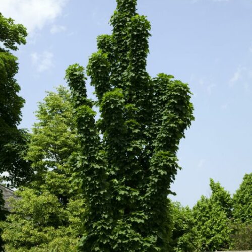 Acer platanoides Columnare, H