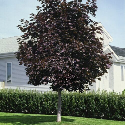Acer platanoides Crimson King, H