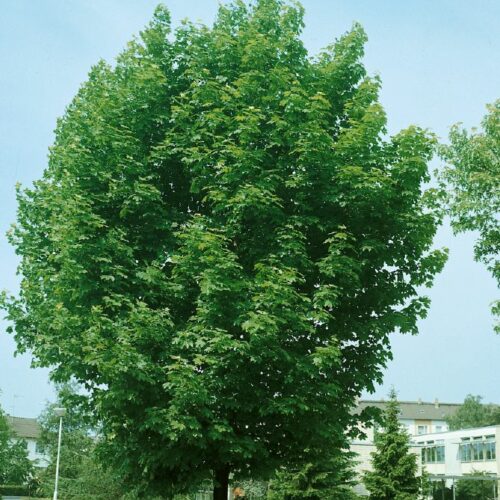 Acer pseudoplatanus, H