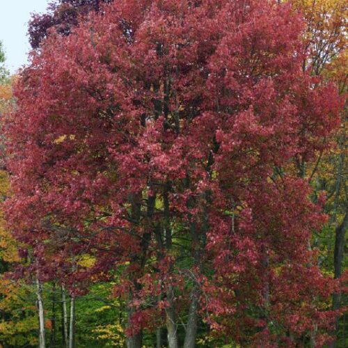 Acer rubrum, H