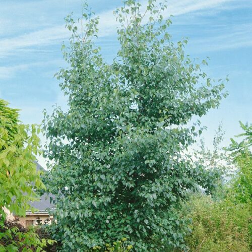 Alnus incana, H