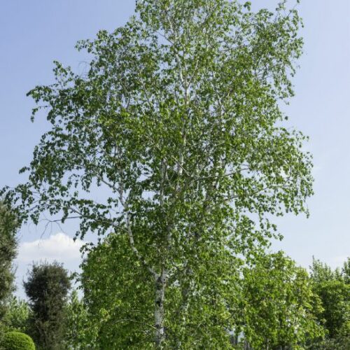 Betula pendula, H