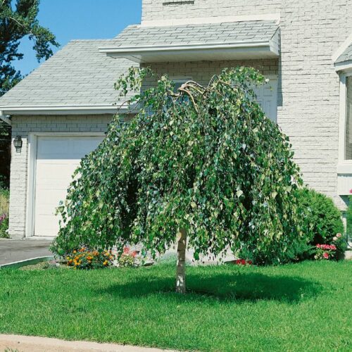 Betula pendula Youngii, H