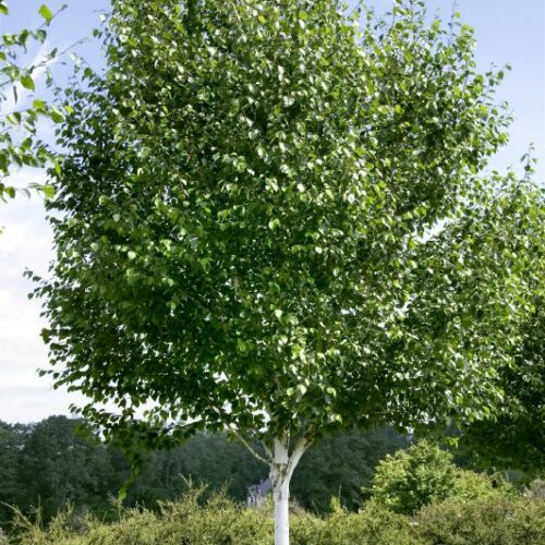 Betula utilis, H