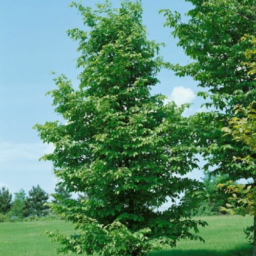 Carpinus betulus, H