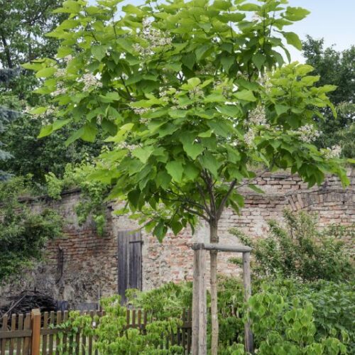 Catalpa bignonioides, H