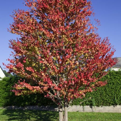 Cercidiphyllum japonicum, H