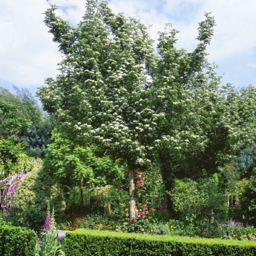 Crataegus carrierii (lavalleii), H