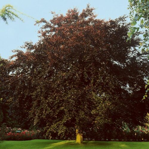 Fagus silvatica Purpurea, H