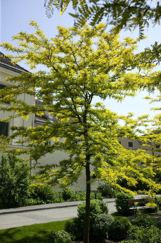 Gleditsia triacanthos Sunburst, H