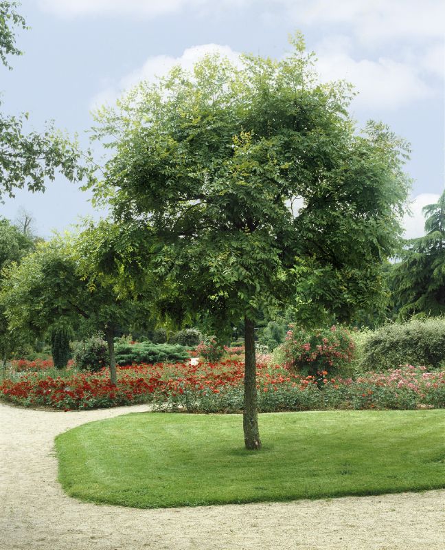 Koelreuteria paniculata, H