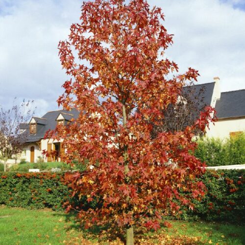 Liquidambar styraciflua, H