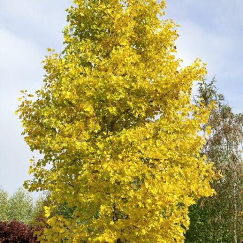 Liriodendron tulipifera, H