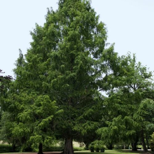 Metasequoia glyptostroboides, H