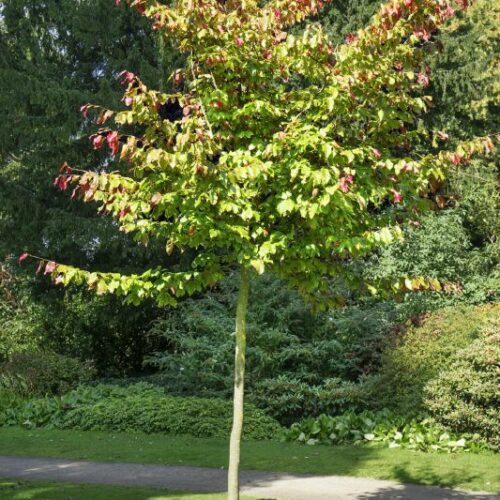 Parrotia persica, H