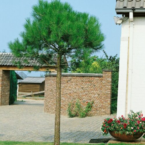 Pinus nigra Austriaca, H