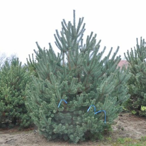 Pinus sylvestris Norske