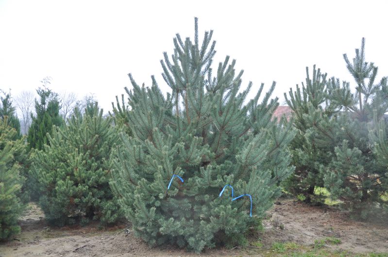 Pinus sylvestris Norske