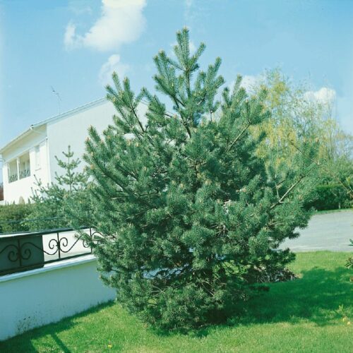 Pinus sylvestris, H