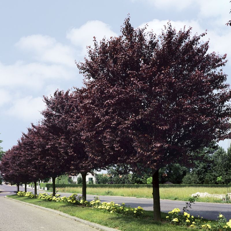 Prunus cerasifera Nigra, H