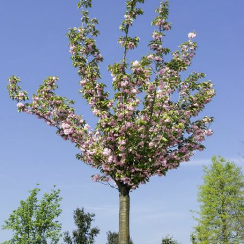 Prunus serrulata Kanzan, H