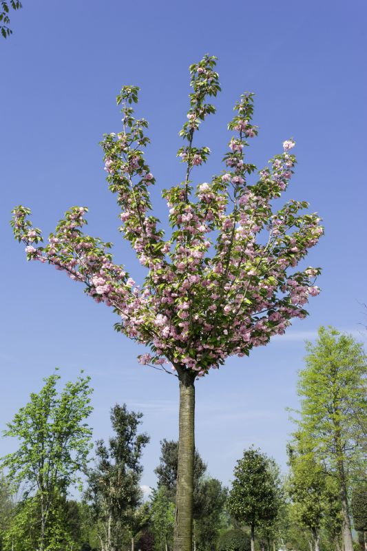 Prunus serrulata Kanzan, H