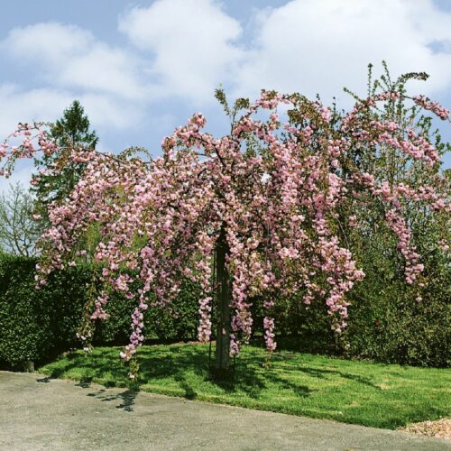 Prunus serrulata Kiku Shidare Sakura, H
