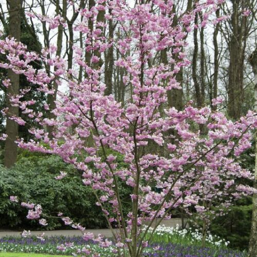 Prunus shubhirtella Accolade, H