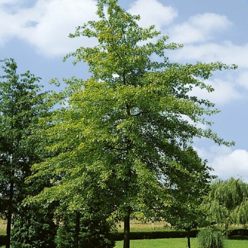 Quercus palustris, H