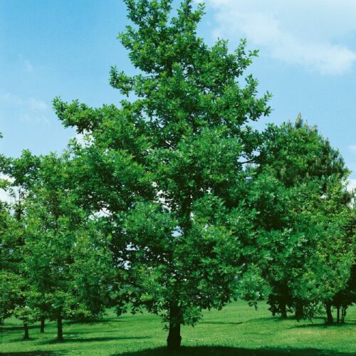 Quercus robur, H