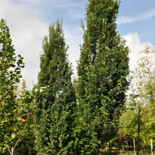 Quercus robur Fastigiata, H