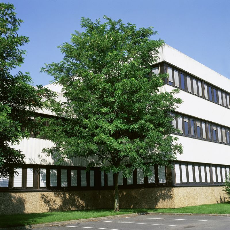 Robinia pseudoacacia, H