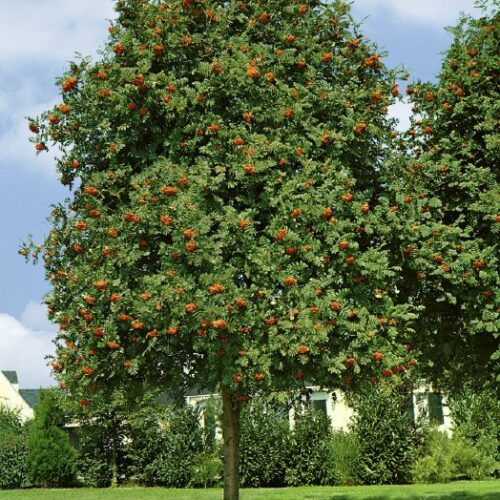 Sorbus aucuparia, H