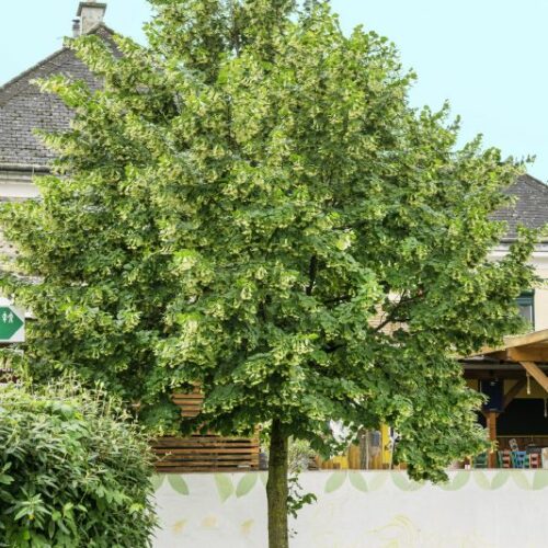 Tilia cordata, H
