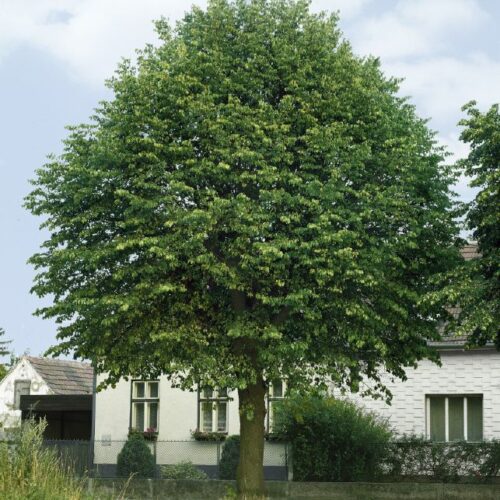 Tilia platyphyllos, H