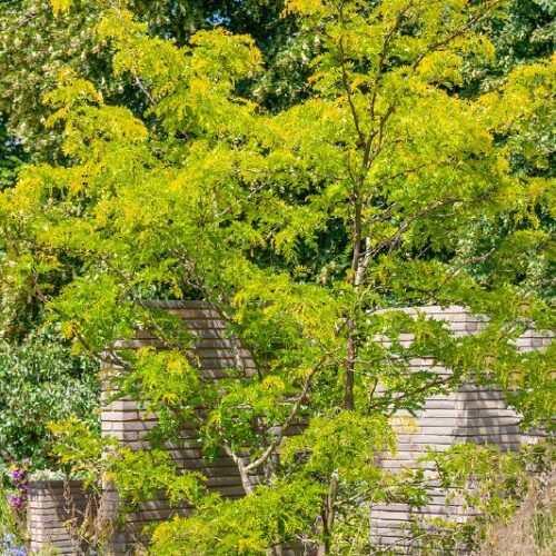 Gleditsia triacanthos Sunburst, M
