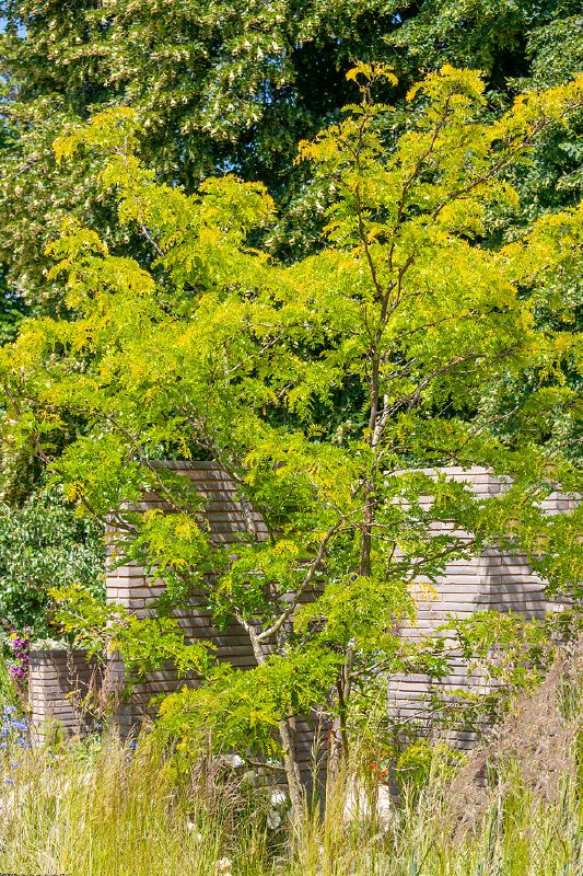 Gleditsia triacanthos Sunburst, M
