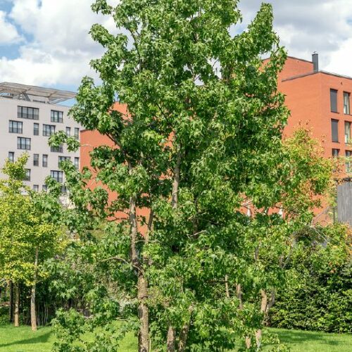 Liquidambar styraciflua, M