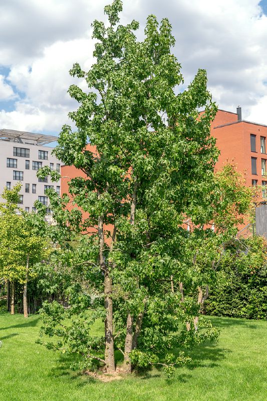 Liquidambar styraciflua, M