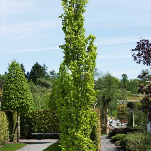 Fagus silvatica Dawyck, H