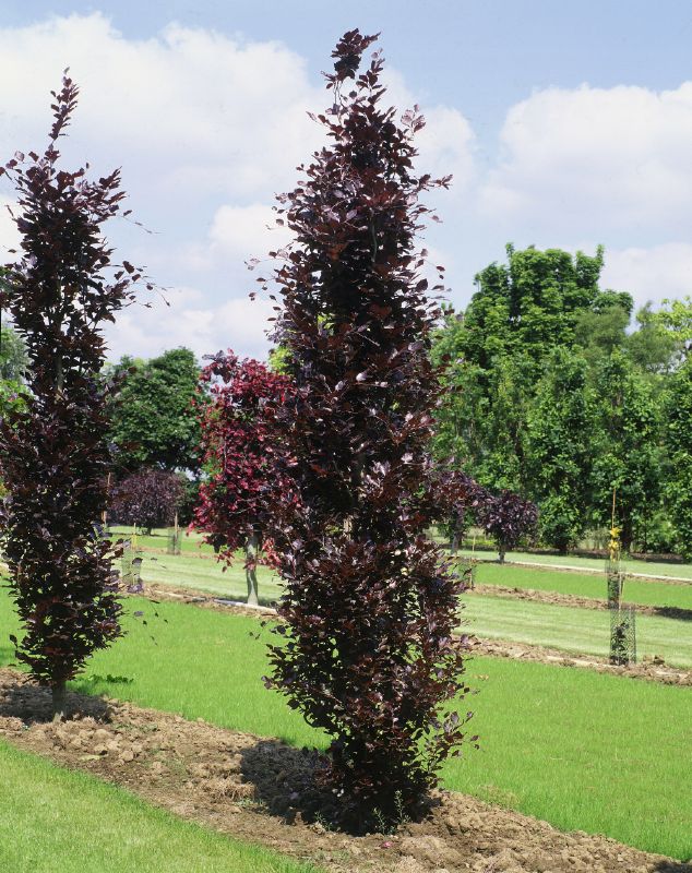 Fagus silvatica Dawyck Purple, H