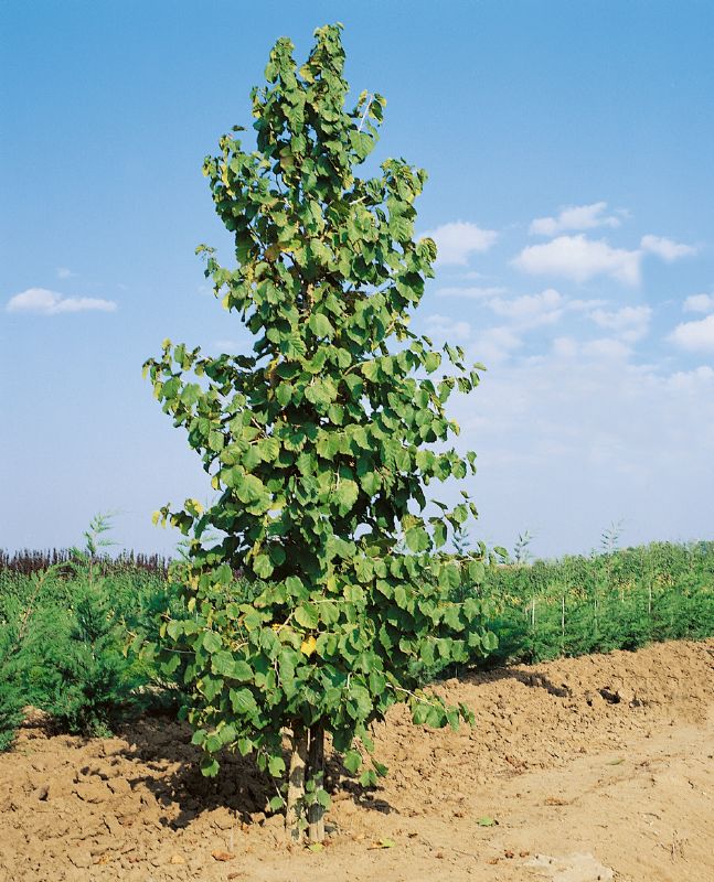 Corylus colurna