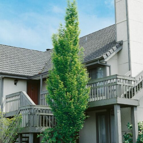 Carpinus betulus Frans Fontaine, H