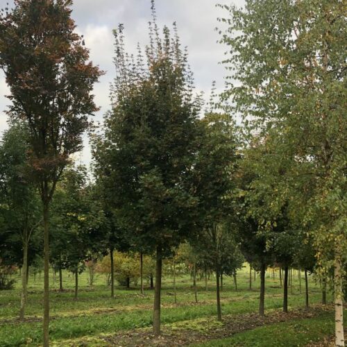 Acer campestre Elegans, H